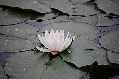 V社似乎已悄悄移除Steam优惠券 已不再掉落